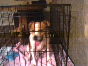 dixon in protective custody 101514