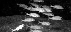 smallmouth grunts 101412 - Copy