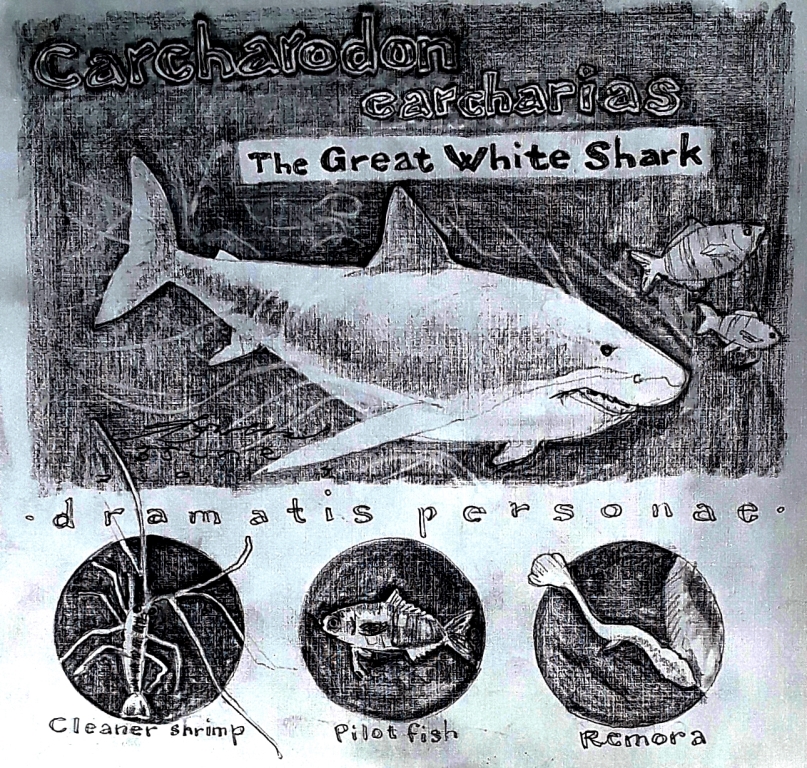 great white 06042017