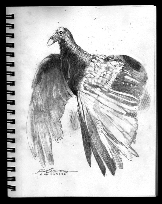 2022 0302 magnificent bird